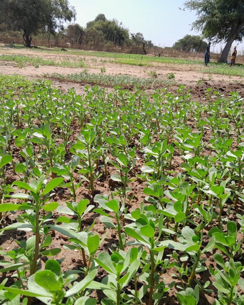 A healthy crop in a community garden supported by ALDO