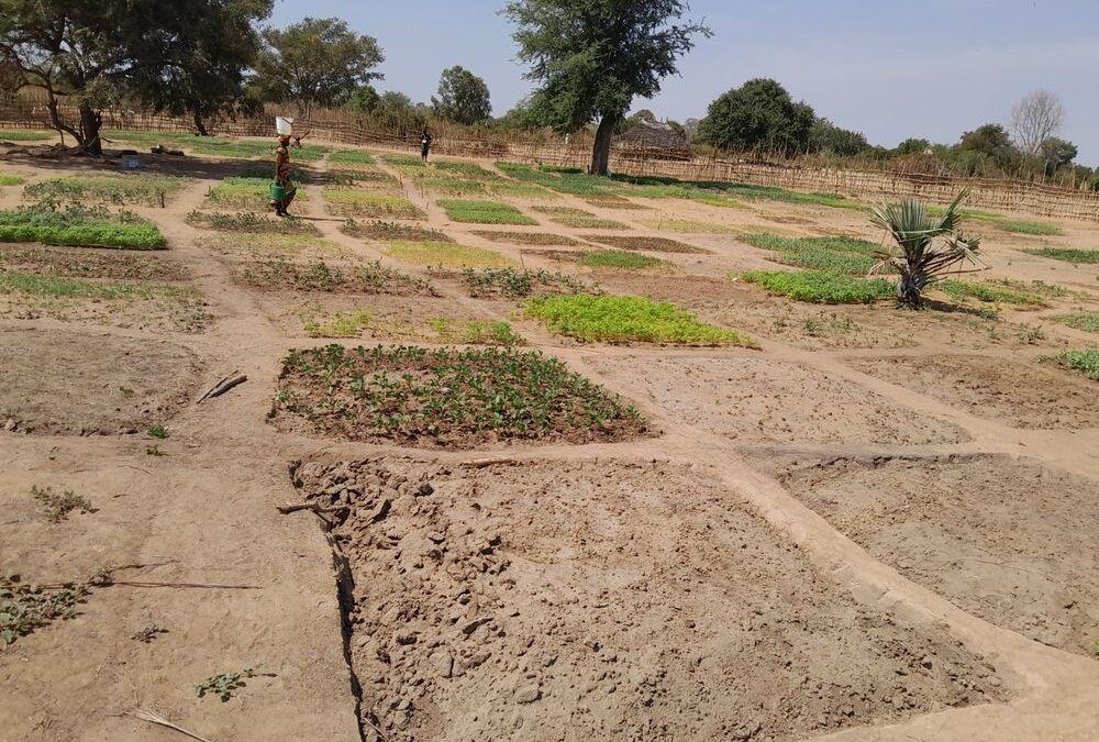 Established garden beds beginning to green