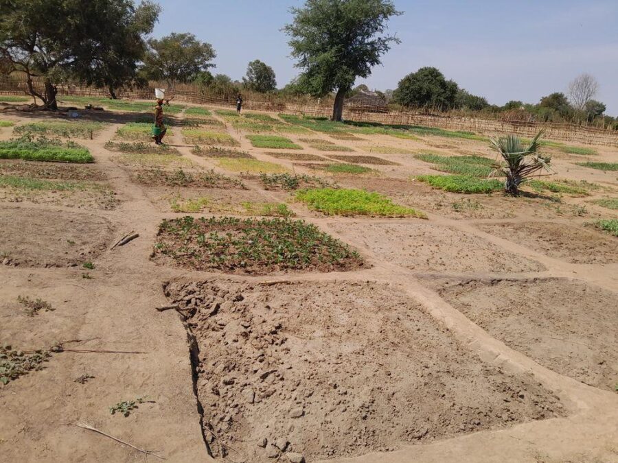 Established garden beds beginning to green