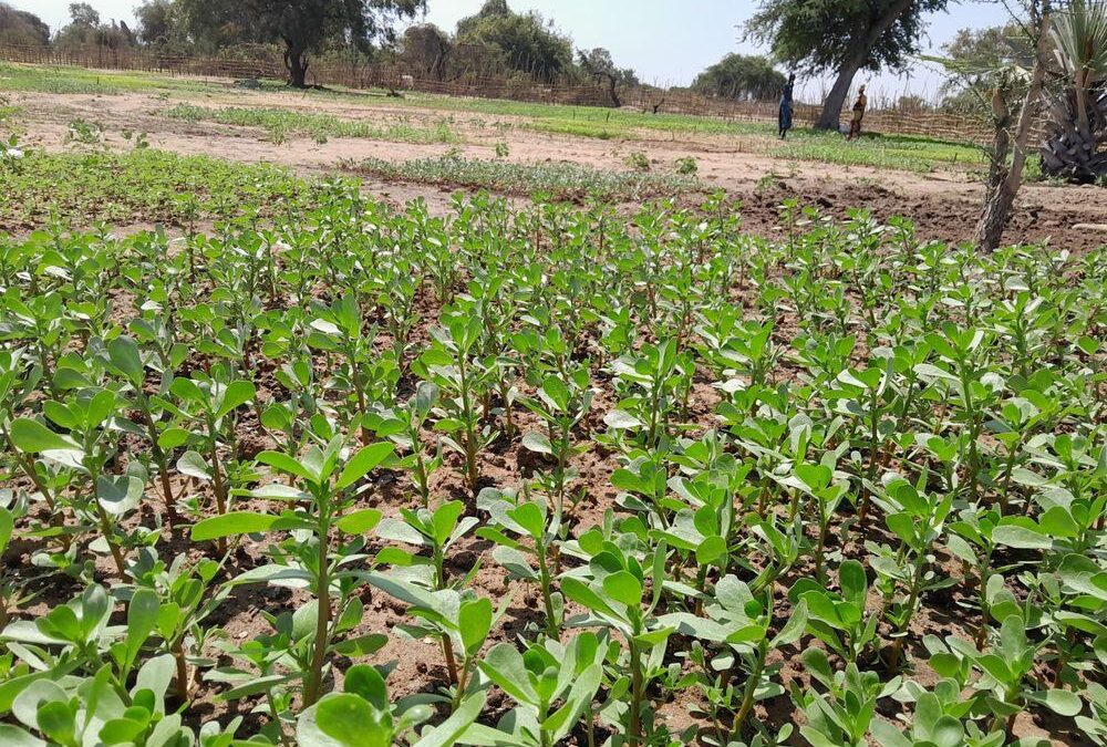 Healthy crop canopy, the payoff of the season