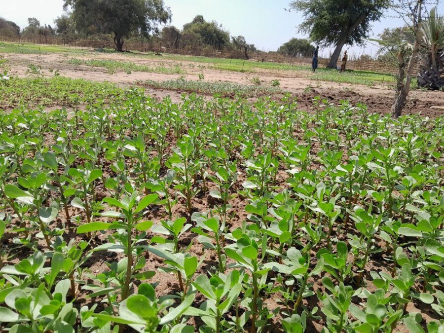 Healthy crop canopy, the payoff of the season